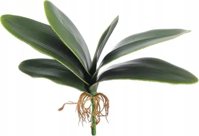 Immagine prodotto di Orchidea a foglie di gomma con radici - 31 cm