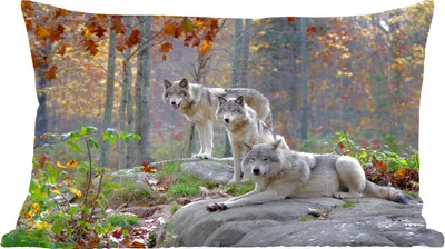 Produktbild von MuchoWow® Zierkissen Sofakissen Wohnzimmer Dekokissen 50x30 cm Wölfe - Fels - Wald - Wohnzimmerdekoration - Polster mit Photo
