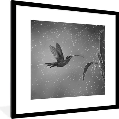 Produktbild von MuchoWow® MuchoWow® Gerahmtes Poster Kolibri im Regen in der Natur von Costa Rica in schwarz und weiß 40x40 cm - Poster mit zchwarzem Bilderrahmen - Poster - Plakat im Rahmen