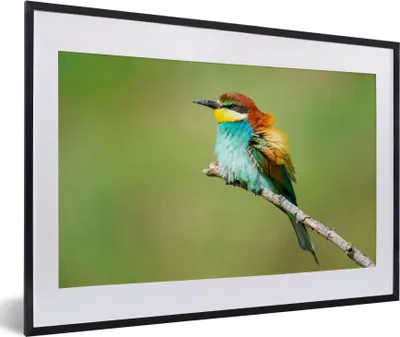 Produktbild von MuchoWow® Gerahmtes Poster Vogel - Tiere - Bienenfresser 60x40 cm - Poster mit Schwarzem Bilderrahmen Wandposter Rahmen Foto Bilder - Schlafzimmer - Plakat in Rahmen - Drucken