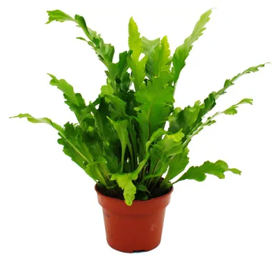 Produktbild von Asplenium nidus Campio – Besondere Zimmerfarn-Sorten – Nestfarn – 12-cm-Topf – Höhe ca. 25 cm