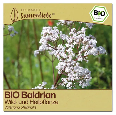 Produktbild von Samenliebe  Baldrian Samen | Wildblume - winterhart & mehrjährig - samenfestes  Saatgut