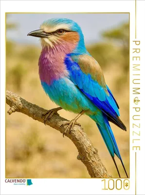 Produktbild von CALVENDO Puzzle Die Gabelracke (Coracias caudatus) | 1000 Teile Lege-Größe 64x48cm Foto-Puzzle für glückliche Stunden