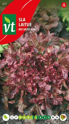 Obrázok produktu pre Hlávkový šalát Červená šalátová miska semená - Približne. 2 gr | VT_571