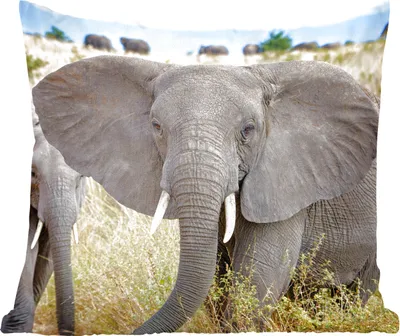Produktbild von MuchoWow® Zierkissen Sofakissen Wohnzimmer Dekokissen 45x45 cm Elefant - Tiere - Gras - Natur - Schlafpolster - Polster für das Sofa