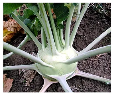 Produktbild von -Kohlsamen Superschmelz Kohlrabi Portion