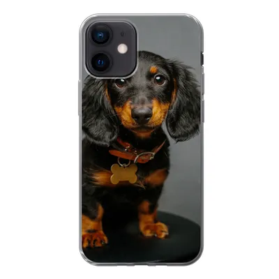 Produktbild von MuchoWow® Handyhülle Schutzhülle Hülle für iPhone 12 Studiofoto eines Dackelwelpen Silikon Softcase Handy Hülle - Schutzhülle