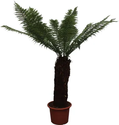 Produktbild von Kapradina kapesní - Dicksonia Antarctica - 230cm - ø55cm