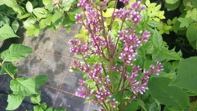 Produktbild von Syringa josikaea - Ungarischer Flieder - Stark duftend - 60-80