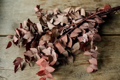 Produktbild von Eucalyptus stuartiana, konserviert, in Rot, im Bund, Größe ca. 60cm | Eukalyptus-Zweige