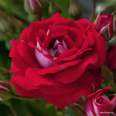 Produktbild von Kordes Zwergrose Corazon® Rot / creme-weiß
