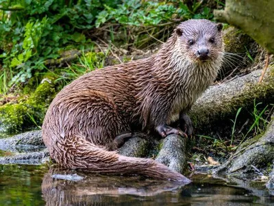 Produktbild von TischSet 3 D Otter, Platzset 2erSet Platzdeckchen Poster Bilder Tiere, Fischotter