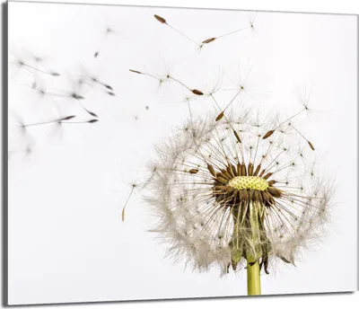 A close-up of a dandelion with seeds blowing in the wind against a white background.