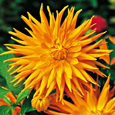 Image de Dahlia cactus orange 1 pièce Dahlias plants de dahlia plant gros bulbes