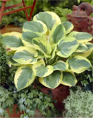 Produktbild von Stauden Gänge 3 x Hosta sieboldiana 'Carnival' im 1 Liter Topf - Funkie, Herzblatt-Lilie - Ein lebendiges Blattspektakel in Grün und Gold