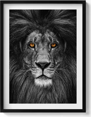 Produktbild von Schwarzer und weißer Löwenkopf– Wandbild mit Rahmen – Gerahmtes Bild  – Wanddekoration – 60x80 cm –  Schwarz Rahmen