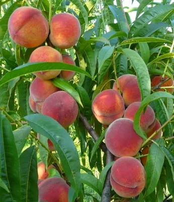 Produktbild von BALDUR Garten 1x Pfirsich 'Majorita®', Pflanze im 3 Liter-Topf, sehr robuste Neuzüchtung, süß-saftige, aromatische Pfirsiche, üppige und regelmäßige Ernte, Prunus persica, mehrjährig