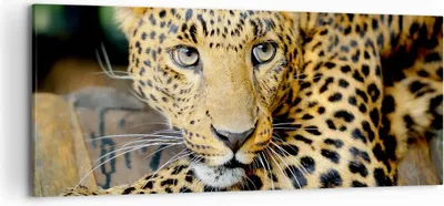 Produktbild von Bild auf Leinwand - Leinwandbild - Tiere gefährlich wilde katze - 120x50cm - Wand Bild - Wanddeko - Leinwanddruck - Bilder - Kunstdruck - Wanddekoration - Leinwand bilder - Wandkunst - AB120x50-2702
