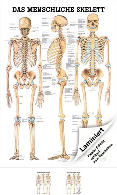 Produktbild von Das menschliche Skelett Lehrtafel Anatomie 100x70 cm medizinische Lehrmittel