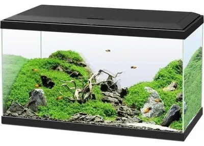 Zdjęcie produktu dla Zestaw akwariowy Ciano z pokrywą Oświetlenie LED System filtracyjny z pompą cyrkulacyjną Grzałka / pręt grzewczy Filtr wewnętrzny, czarny, ok. 60 x 30 x 33,5 cm ok. 58 l (bez szafki dolnej)