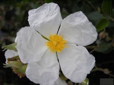 Produktbild von Cistus laurifolius - Lorbeerblättrige Zistrose 30-40