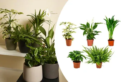 Produktbild von Luftreinigende Zimmerpflanzen 5er-Set - Mit Spathiphillium, Coffea Arabica, Nephrolepis Green Lady, Dypsis Lutescens, Schefflera -⌀12 cm - 25-45 cm