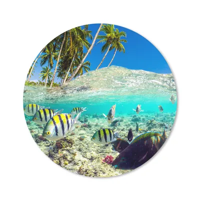 Produktbild von MuchoWow® Mauspad Mousepad Meer - Fische - Korallen 50x50 cm - Mousepads - Maus Mat - Pad - Mausunterlage - Vinyl
