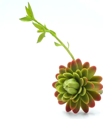Obrázok produktu pre BioPlant Blooming Succulent umelá sukulentná rastlina pre polosuché stepné terárium