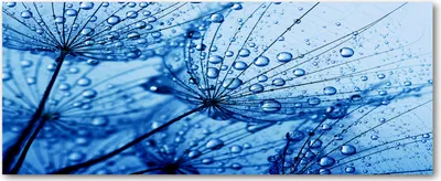 Produktbild von Tulup® Glas-Bild Wandbild aus Glas - 125x50 - Wandkunst - Wandbild hinter gehärtetem Sicherheitsglas - Dekorative Wand für Küche & Wohnzimmer  - Blumen & Pflanzen - Pusteblume - Blau
