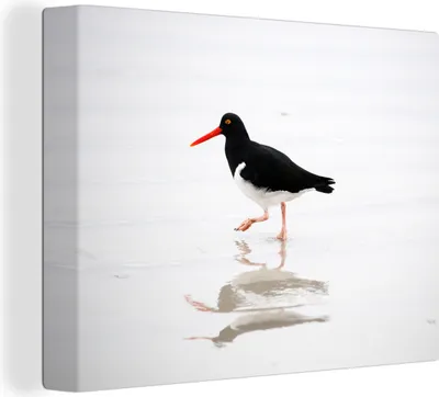 Produktbild von MuchoWow® - Leinwandbilder - Austernfischer spiegelt sich im Wasser, Wandbild, Wanddeko Bilder Wohnzimmer, 120x90 cm