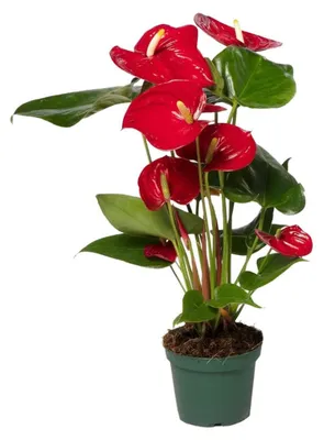 Produktbild von Anthurium Nevada Flamingoblume rot Ø12 cm ca. 40 cm