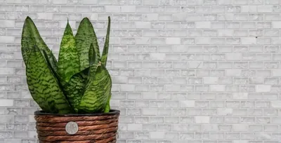 Produktbild von Handmuster Mosaikfliese Transluzent weiß Brick Glasmosaik Crystal Stein weiß MOS87-0111_m