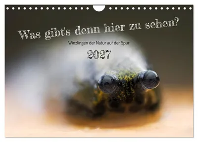 Produktbild von Was gibt's denn hier zu sehen? (Wandkalender 2027 DIN A4 quer), CALVENDO Monatskalender
