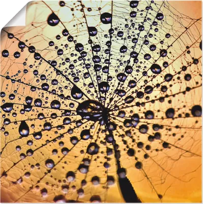Produktbild von ARTland Poster Pusteblume Tröpfchenfang Größe: 50x50 cm