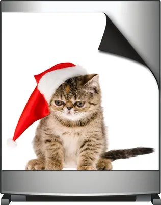 Produktbild von Wallario Magnet für Kühlschrank / Geschirrspüler, magnetisch haftende Folie - 60 x 60 cm, Motiv: Ich hasse Weihnachten - mürrische Katze mit Weihnachtsmütze