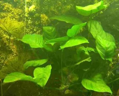 Produktbild von Anubia Mutterpflanze XXL 20-30 cm, Anubias