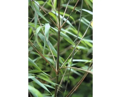 Produktbild von Bambus 'Asian Wonder' FloraSelf Fargesia 'Asian Wonder' H 60 cm Co 6 L