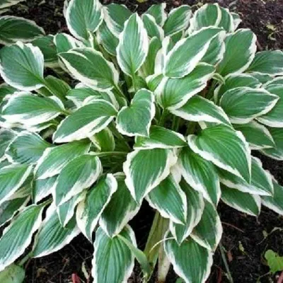 Produktbild von Funkie Hosta Knolle Staude Blumen Schattenpflanzen Funkie Albomarginata 1 St.