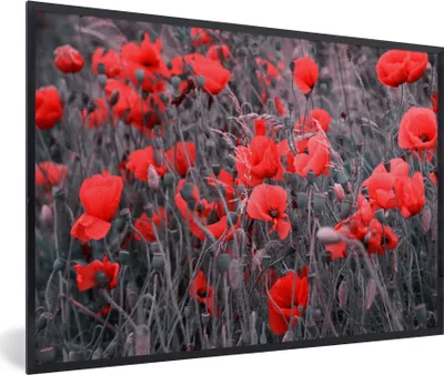 Produktbild von MuchoWow® Gerahmtes Poster Rote Mohnblumen in einem Schwarz-Weiß-Bild 90x60 cm - Poster mit Schwarzem Bilderrahmen Wandposter Rahmen Foto Bilder - Fotorahmen - Foto-Plakat