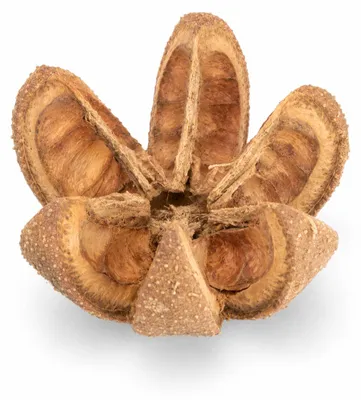 Produktbild von Wildkastanie getrommelt 1 Stück ca. 5-7 cm Dekoschote Naturdeko Floristik DIY