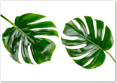 Produktbild von Tulup® Leinwandbild - 100x70 cm - Wandkunst - Drucke auf Leinwand - Leinwanddruck  - Blumen & Pflanzen - Grün - Tropische Blätter