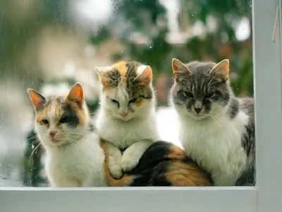 Produktbild von Lais Puzzle Katzen vor Fenster 1000 Teile