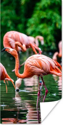 Produktbild von MuchoWow® Poster Flamingo - Tropisch - Vogel - Wasser - Rosa 75x150 cm - Dekoration für die Wände