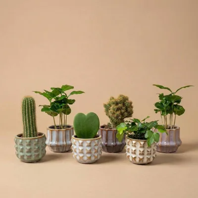 Image de Lot de 6 mini-plantes en pot de céramique, assortiment de plantes succulentes