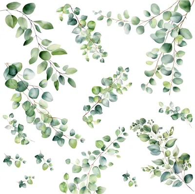 Produktbild von 261 Wandtattoo Eukalyptus Ranken - Größe 1500 x 840 mm