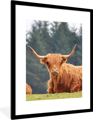 Produktbild von MuchoWow® Gerahmtes Poster Schottische Highlander - Gras - Wald 60x80 cm - Poster mit Schwarzem Bilderrahmen Wandposter Rahmen Foto Bilder - Wohnzimmer - Dekorationen - Prämie