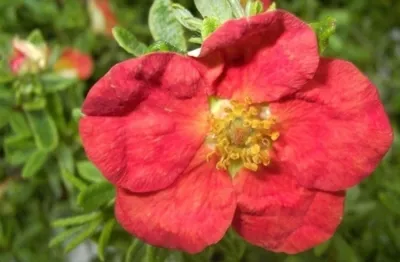 Produktbild von Potentilla fruticosa Red Ace - Fingerstrauch - Fünffingerstrauch