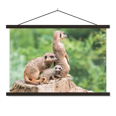 Produktbild von MuchoWow® Textilposter Erdmännchen - Baumstumpf - Jungtier 90x60 cm mit schwarzem Rahmen - Aufhängungssatz