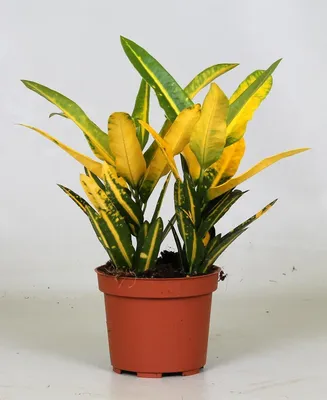 Zdjęcie produktu dla Croton "Sunny Star" - 30cm - Ø12cm - Roślina doniczkowa - Zimozielony
