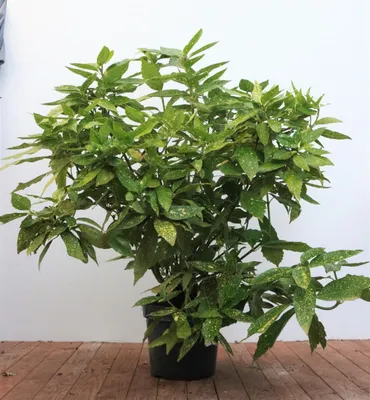 Produktbild von Aucuba japonica 'Variegata', Japanische Aukube, buntes Laub, 80–100 cm